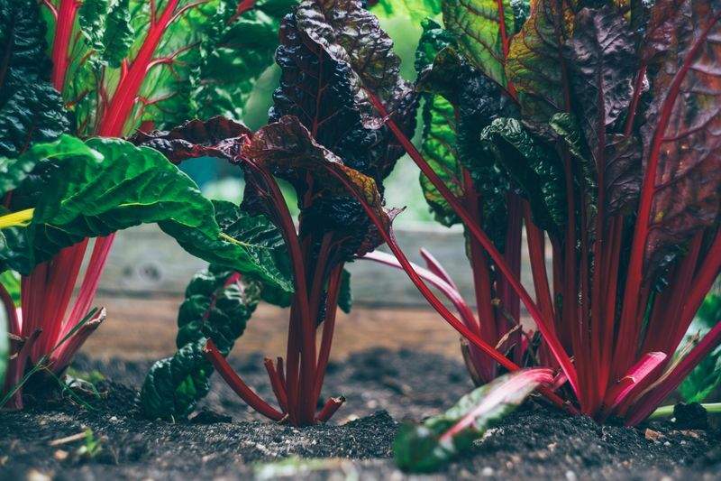 Planning a Low-Maintenance Yard That Still Looks Great