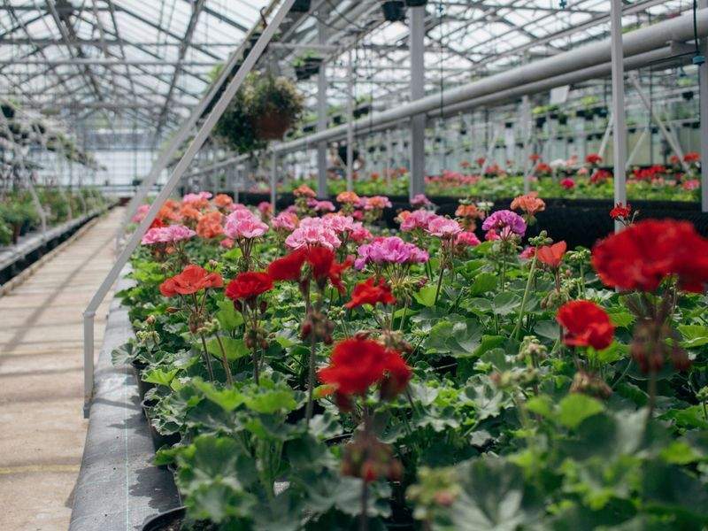 Maple Leaf Garden Works 4