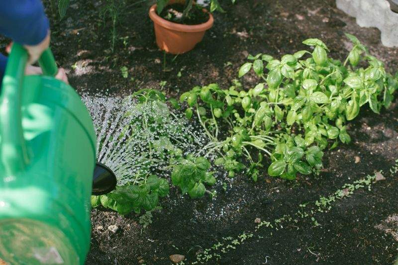 Weed control and garden cleanup